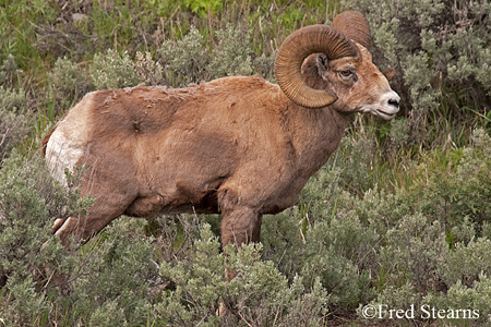 Yellowstone National Park Big Horn Ram